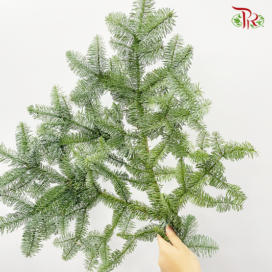 Nobilis Abies- Per Stem (S/M/L/XL)-S (25cm-30cm)-Netherland-prflorist.com.my