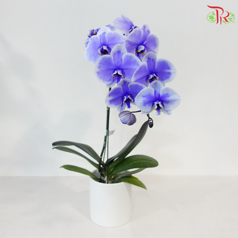 【Pre-Order】Big Single Stem Phalaenopsis Orchid (Without Vase) (With Color Option)