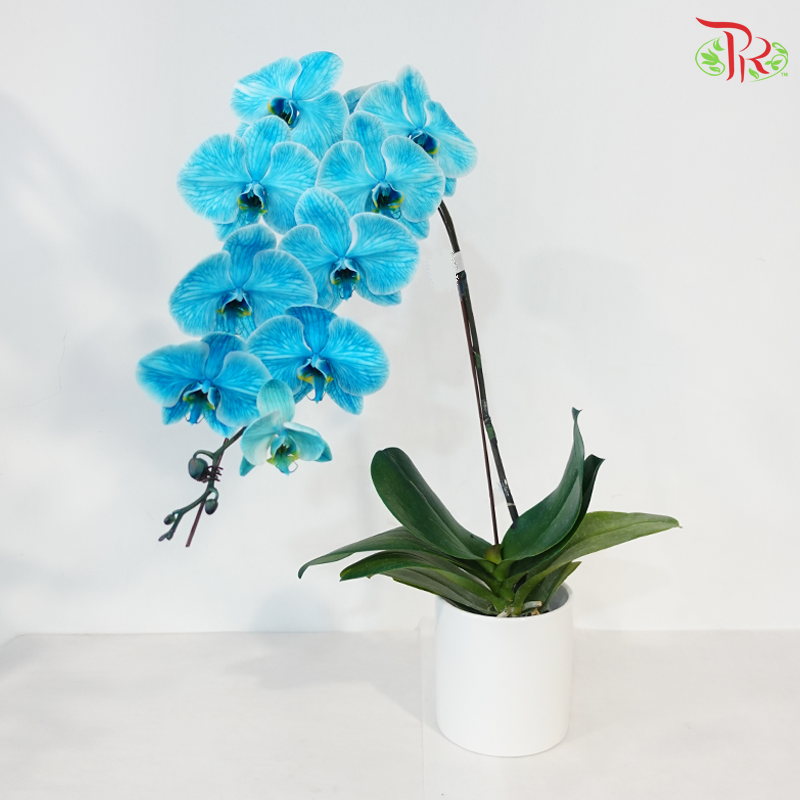 【Pre-Order】Big Single Stem Phalaenopsis Orchid (Without Vase) (With Color Option)