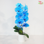 【Pre-Order】Big Single Stem Phalaenopsis Orchid (Without Vase) (With Color Option)