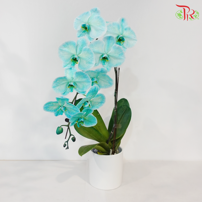 【Pre-Order】Big Single Stem Phalaenopsis Orchid (Without Vase) (With Color Option)