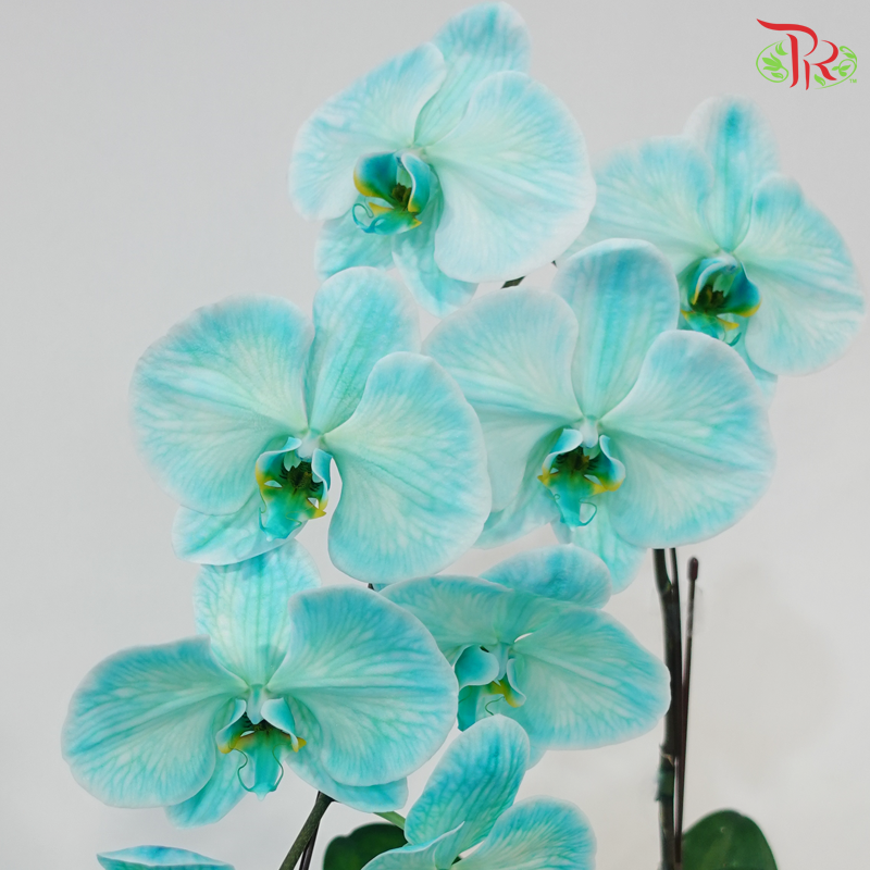 【Pre-Order】Big Single Stem Phalaenopsis Orchid (Without Vase) (With Color Option)