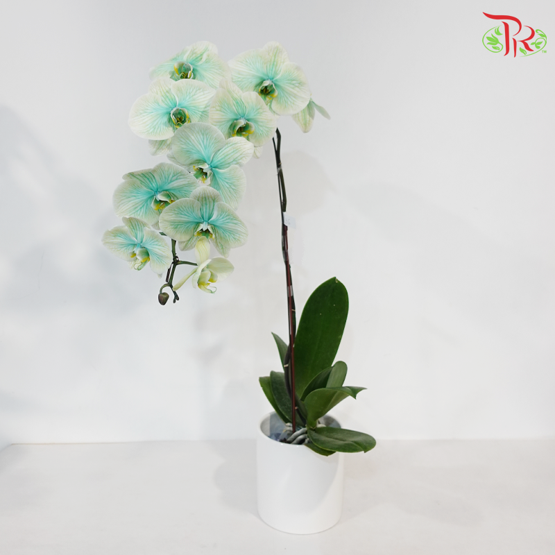 【Pre-Order】Big Single Stem Phalaenopsis Orchid (Without Vase) (With Color Option)