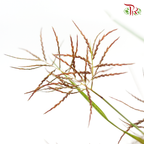 Nutsedge (Per Bunch)-Green-Malaysia-prflorist.com.my