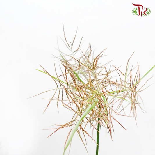 Nutsedge - (Per Bunch)-Green-Malaysia-prflorist.com.my