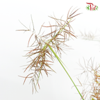 Nutsedge (Per Bunch)-Green-Malaysia-prflorist.com.my