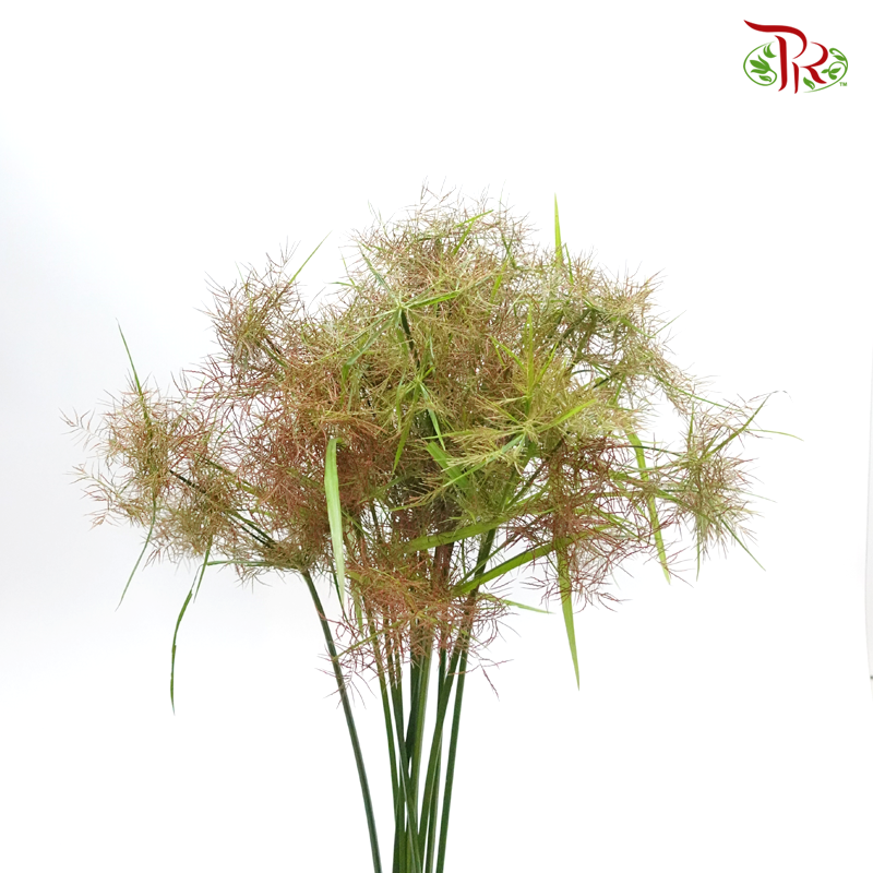 Nutsedge - (Per Bunch)-Green-Malaysia-prflorist.com.my