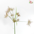 Nutsedge - (Per Bunch)-Green-Malaysia-prflorist.com.my