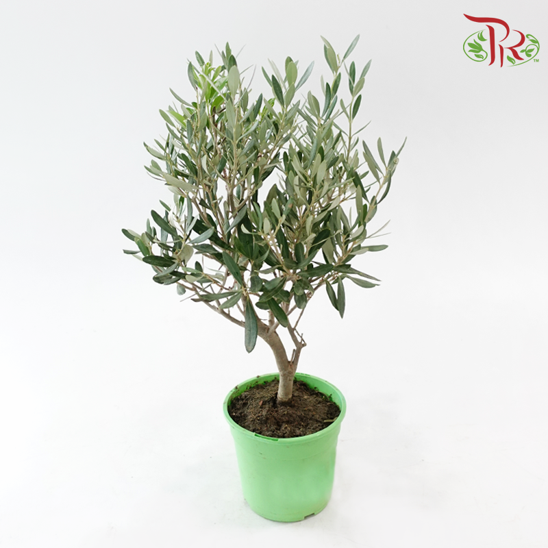 Olea Europaea 150 - 40cm《油橄榄》-Pudu Ria Florist-prflorist.com.my