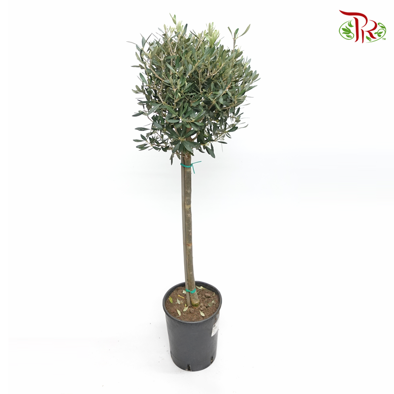 Olua Tree Olea Europaea - Olive Tree《油橄欖》(100-120cm) – Pudu Ria Florist