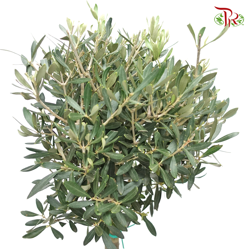 Olea Europaea - Olive Tree《油橄欖》(100-110cm)