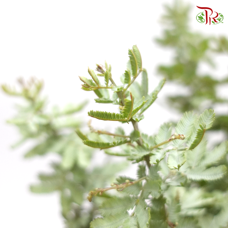 Olive Leaf - (Per Bunch)-China-prflorist.com.my