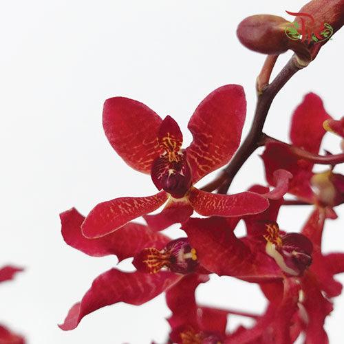 Orchid Anora Red - (5 Stems)-Red-Import-prflorist.com.my