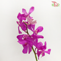 Orchid Mokara Calypso Pink - (M) (5 Stems)-Pink-Malaysia-prflorist.com.my