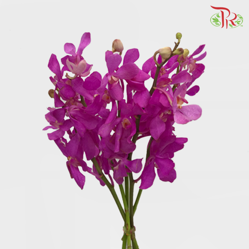 Orchid Mokara - Cherry Pink (10 Stems)-Pink-Thailand-prflorist.com.my