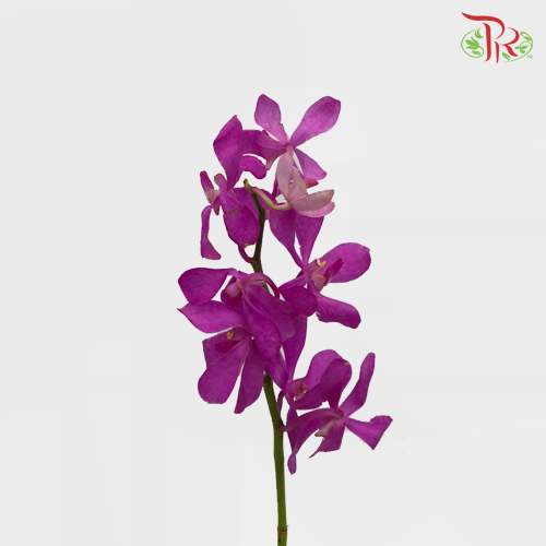 Orchid Mokara - Cherry Pink (10 Stems)-Pink-Thailand-prflorist.com.my