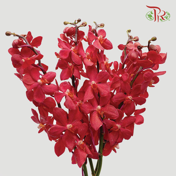 Orchid Mokara - Red (10 Stems Per Bundle)-Red-Thailand-prflorist.com.my