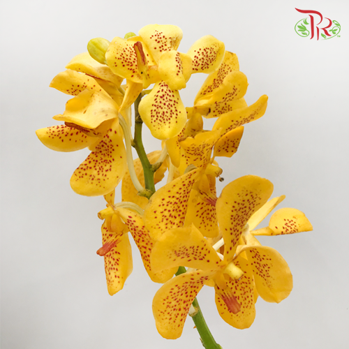 Orchid Mokara - Yellow With Red Dots (10 Stems Per Bundle)-Yellow-Thailand-prflorist.com.my