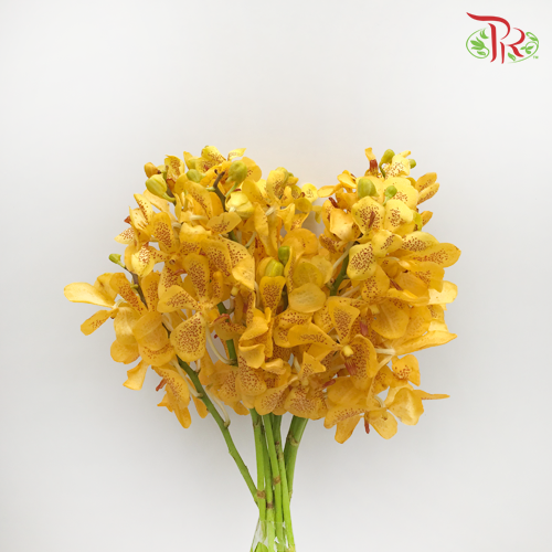 Orchid Mokara - Yellow With Red Dots (10 Stems Per Bundle)-Yellow-Thailand-prflorist.com.my