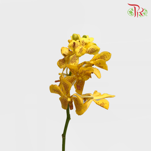 Orchid Mokara - Yellow With Red Dots (10 Stems Per Bundle)-Yellow-Thailand-prflorist.com.my