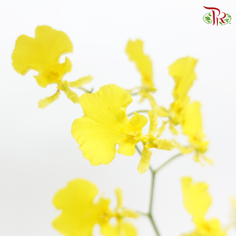 Orchid Oncidium Dancing Lady Lemon Yellow - (10 Stems)-Yellow-Import-prflorist.com.my