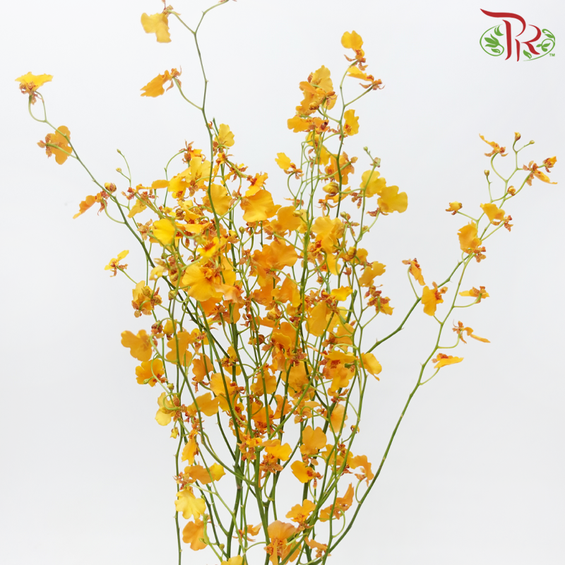 Orchid Oncidium Dancing Lady - Orange (5 Stems)-Orange-Import-prflorist.com.my