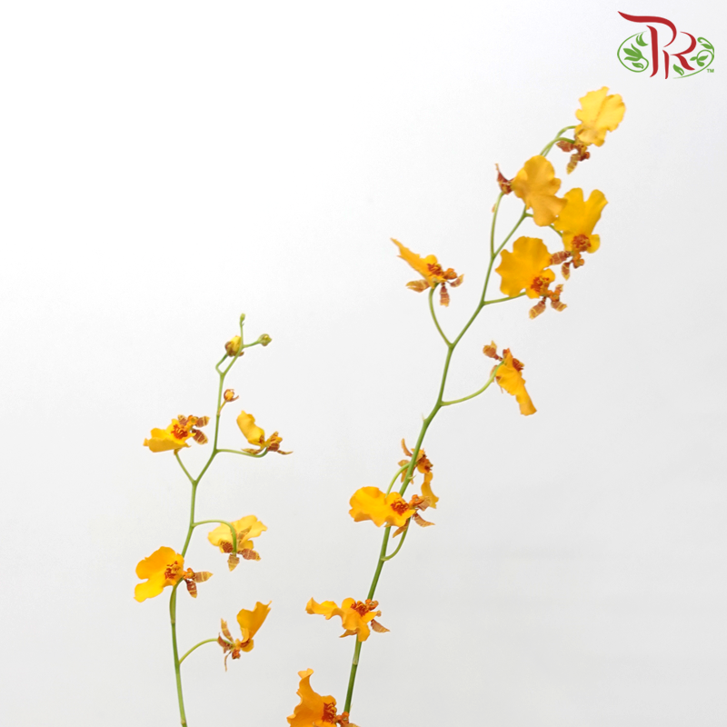 Orchid Oncidium Dancing Lady - Orange (5 Stems)-Orange-Import-prflorist.com.my