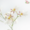 Orchid Oncidium Dancing Lady - Snow White (5 Stems)-White-Import-prflorist.com.my