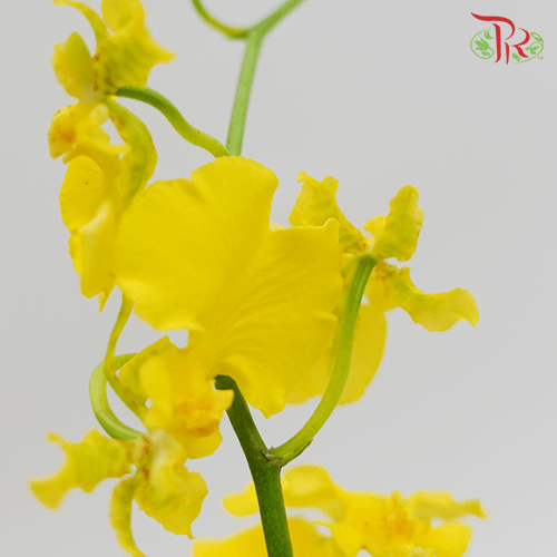 Orchid Oncidium- Dancing Lady Yellow/Red Lips (4L) -10 stems-Yellow-Malaysia-prflorist.com.my