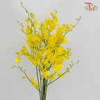 Orchid Oncidium- Dancing Lady Yellow/Red Lips (4L) -10 stems-Yellow-Malaysia-prflorist.com.my