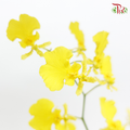 Orchid Oncidium Lemon Yellow - (10 Stems) (50cm)-Yellow-Import-prflorist.com.my