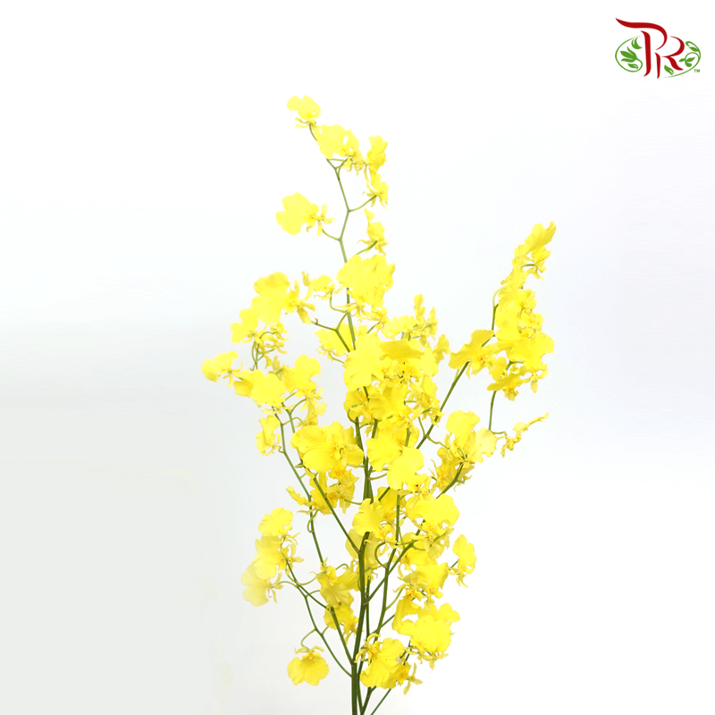 Orchid Oncidium Lemon Yellow - (10 Stems) (50cm)-Yellow-Import-prflorist.com.my