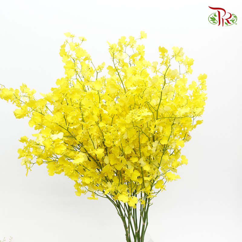 Orchid Oncidium Lemon Yellow - (10 Stems) (50cm)-Yellow-Import-prflorist.com.my