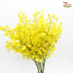 Orchid Oncidium Lemon Yellow - (10 Stems) (50cm)-Yellow-Import-prflorist.com.my