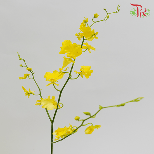 Orchid Oncidium Yellow Lips - (10 Stems)-Yellow-China-prflorist.com.my