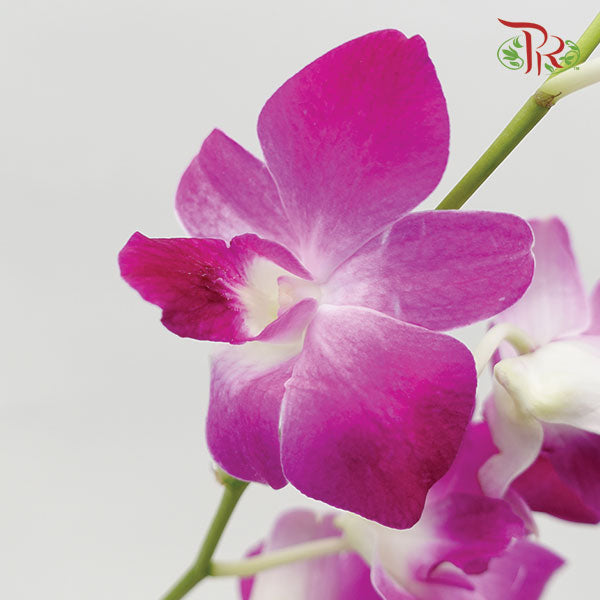 Orchid Thai Bon - (10 Stems)-Purple-Thailand-prflorist.com.my