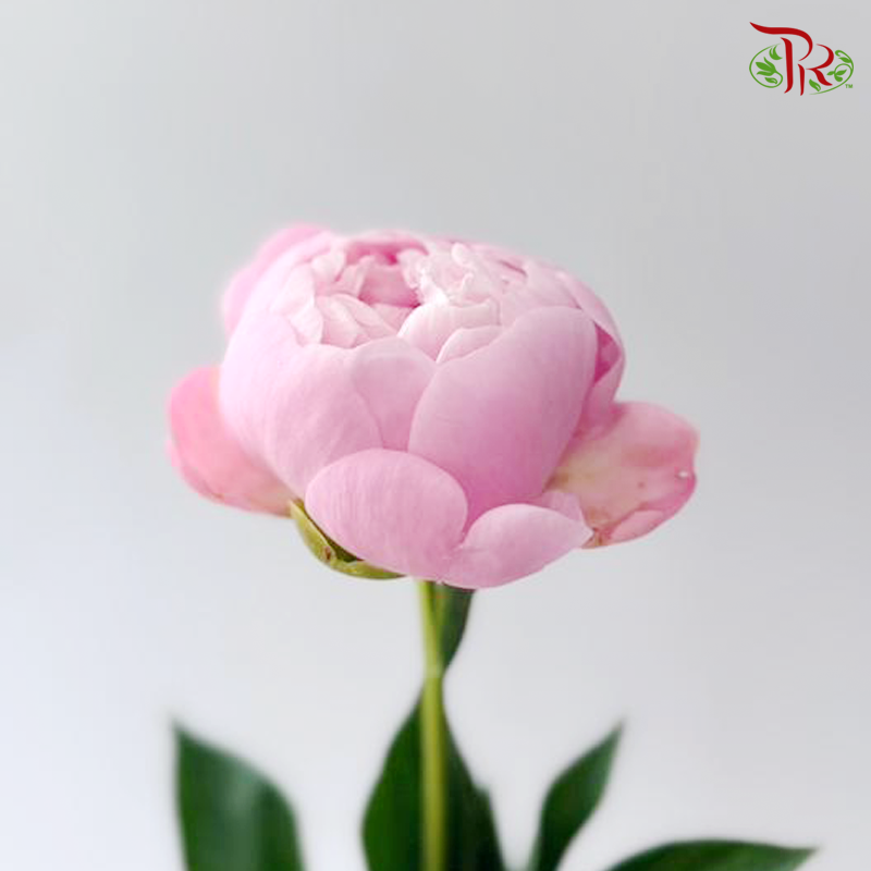 Peony - Oriental Maiden 东方少女 (5 Stems) (Small / Medium Head) **Fragile**