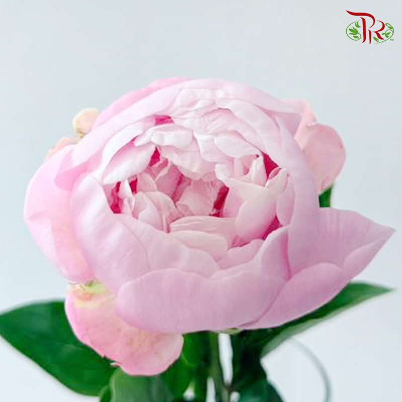 Peony - Oriental Maiden 东方少女 (5 Stems) (Small / Medium Head) **Fragile**
