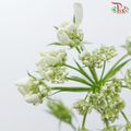 Orlaya White New Ammi - (Per Bunch)-White-China-prflorist.com.my