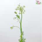 Orlaya White New Ammi - (Per Bunch)-White-China-prflorist.com.my
