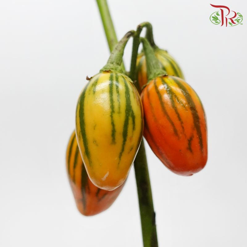 Ornamental Eggplant - (Per Bunch)-China-prflorist.com.my