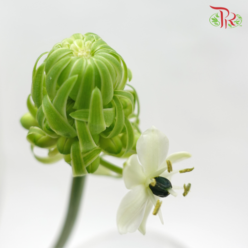 Ornithogalum Arabicum (UFO) - (9-10Stems)-Green-China-prflorist.com.my