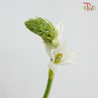Ornithogalum Sharp- White - (10 Stems)-Netherland-prflorist.com.my