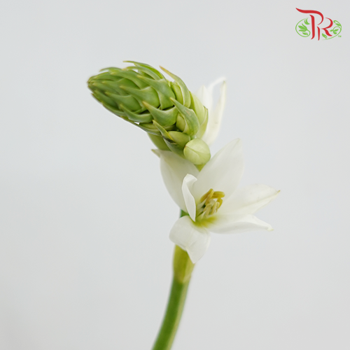 Ornithogalum Sharp- White - (10 Stems)-Netherland-prflorist.com.my