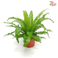 Osaka Fern 《鳥巢蕨》-Medium-Pudu Ria Florist-prflorist.com.my