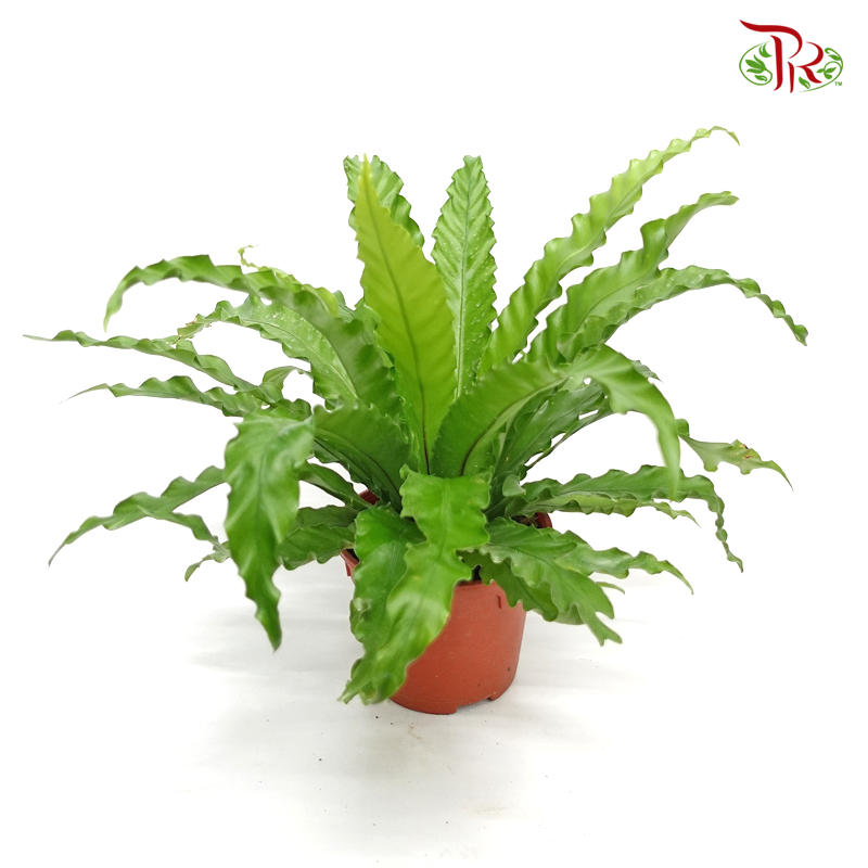 Osaka Fern 《鳥巢蕨》