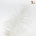 Ostrich Feather Preservative - White (15cm) (10 Stems)-White-China-prflorist.com.my