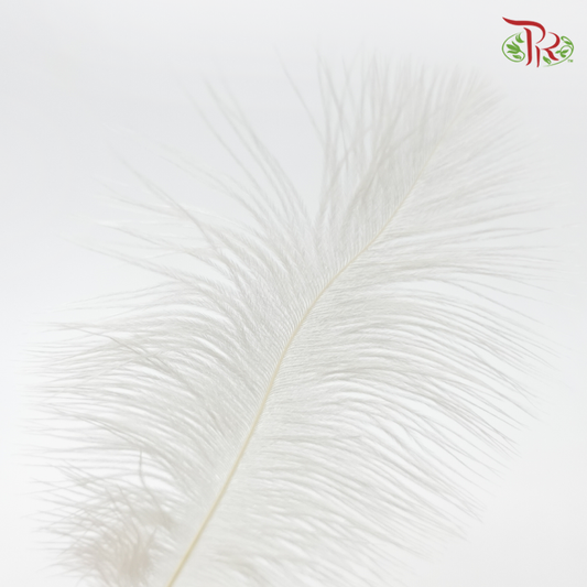 Ostrich Feather Preservative - White (15cm) (10 Stems)-White-China-prflorist.com.my