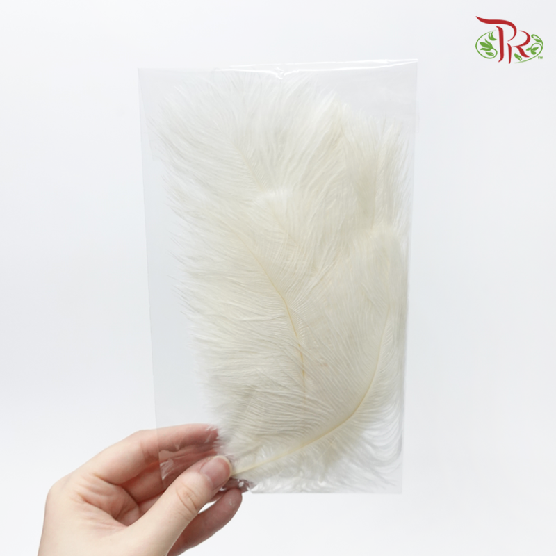 Ostrich Feather Preservative - White (15cm) (10 Stems)-White-China-prflorist.com.my