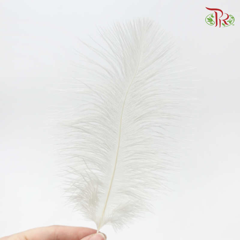 Ostrich Feather Preservative - White (15cm) (10 Stems)-White-China-prflorist.com.my